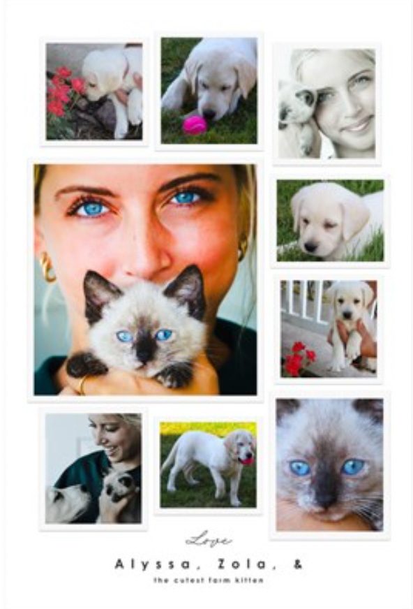 Daughter's puppy & kitten love poster