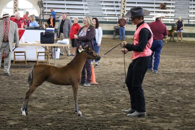 2022 IOWA STATE FAIR Show
